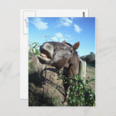 Talking Brown Horse Briefkaart (Voorkant / Achterkant)