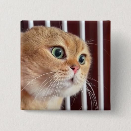 Talking Cats Meme Pin Button (Voorkant)