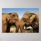 Talking Elephants in Chiang Mai Thailand Poster (Voorkant)