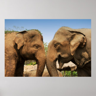 Talking Elephants in Chiang Mai Thailand Poster