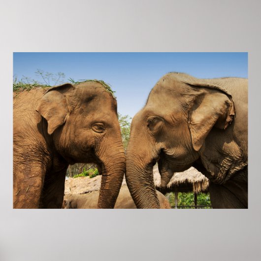 Talking Elephants in Chiang Mai Thailand Poster (Voorkant)