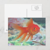 Talking Goldfish Briefkaart (Voorkant / Achterkant)