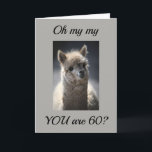 **TALKING LLAMA** GREETING" FOR "60th" BIRTHDAY Kaart<br><div class="desc">This absoulutly funny AND adorable horse is just waiting to put a huge smile on someone's face today. Let a special person in your life know you are thinking of them today. Great GROUP card,  also.</div>