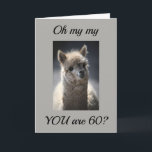**TALKING LLAMA** GREETING" FOR "60th" BIRTHDAY Kaart<br><div class="desc">This absoulutly funny AND adorable horse is just waiting to put a huge smile on someone's face today. Let a special person in your life know you are thinking of them today. Great GROUP card,  also.</div>