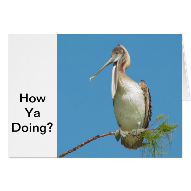 Talking Pelican (Voorkant Horizontaal)