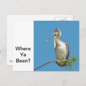 Talking Pelican Briefkaart (Voorkant / Achterkant)