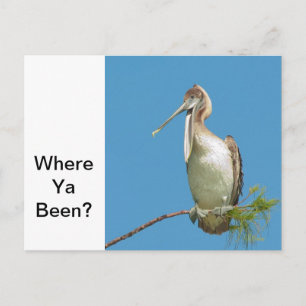 Talking Pelican Briefkaart