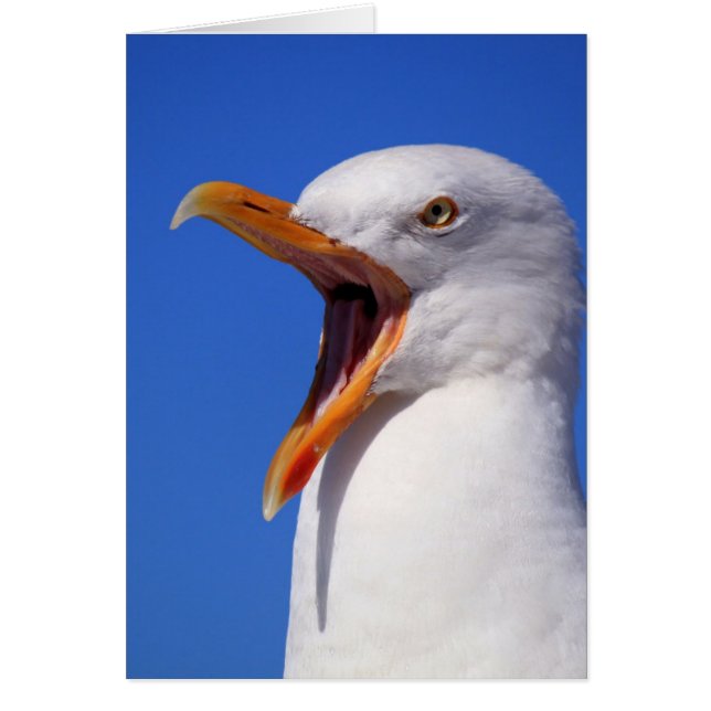 Talking Seagull (Voorkant)