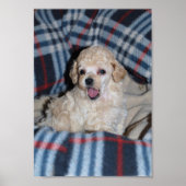 Talking Tan Speelgoed Poodle Puppy Poster (Voorkant)