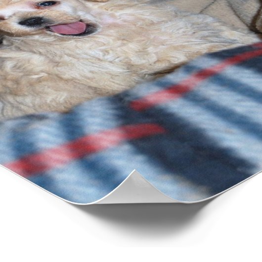 Talking Tan Speelgoed Poodle Puppy Poster (Hoek)