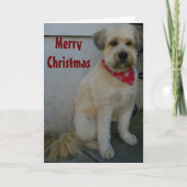 TALKING TERRIER, TERRIER-IFIC MERRY CHRISTMAS FEESTDAGEN KAART (Voorkant)
