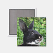 Talkkonijn Magneet (Voorkant / Achterkant)