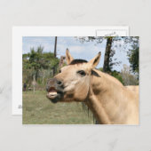 Talkpaard Briefkaart (Voorkant / Achterkant)