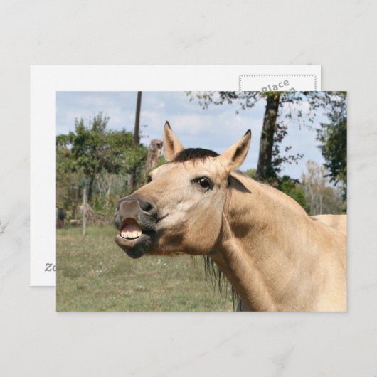 Talkpaard Briefkaart (Voorkant / Achterkant)