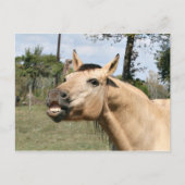 Talkpaard Briefkaart (Voorkant)