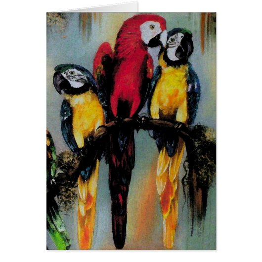 Talkparrots ~ Kaart (Voorkant)