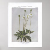 Tall Anemone, Thimbleweed, Anemone virginiana Poster (Voorkant)