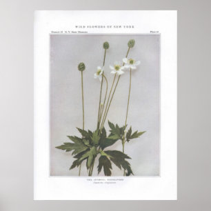 Tall Anemone, Thimbleweed, Anemone virginiana Poster
