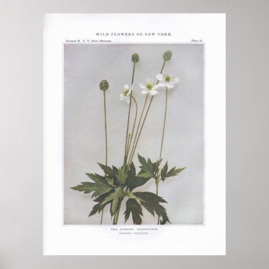Tall Anemone, Thimbleweed, Anemone virginiana Poster (Voorkant)