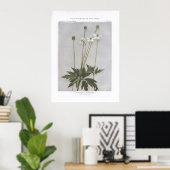 Tall Anemone, Thimbleweed, Anemone virginiana Poster (Thuiskantoor)