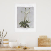 Tall Anemone, Thimbleweed, Anemone virginiana Poster (Keuken)