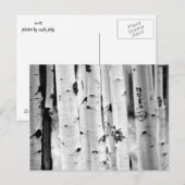 Tall Aspen's Briefkaart (Voorkant / Achterkant)