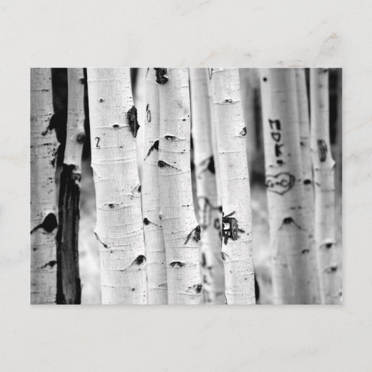 Tall Aspen's Briefkaart (Voorkant)