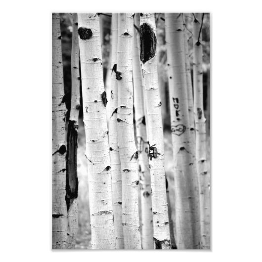 Tall Aspen's Foto Afdruk (Voorkant)