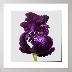 Tall Bearded Iris Folie Text Print Poster