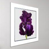 Tall Bearded Iris Folie Text Print Poster (Laagn)