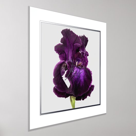 Tall Bearded Iris Folie Text Print Poster (Laagn)