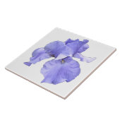 Tall Bearded Paars Iris Tegeltje (Zijkant)