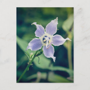 Tall Bellflower Briefkaart