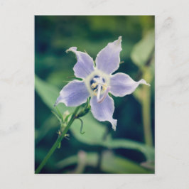 Tall Bellflower Briefkaart