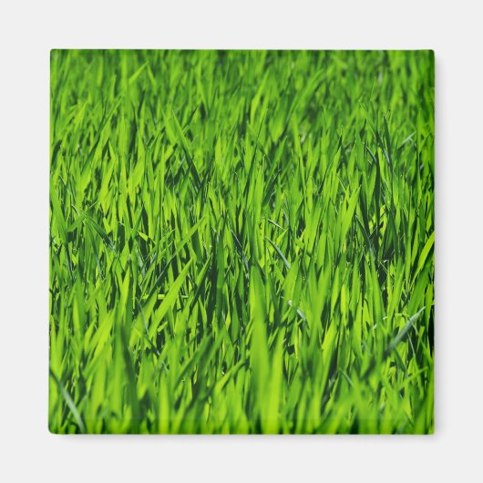 Tall-blades van gras magneet (Voorkant)