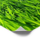 Tall-blades van gras poster (Hoek)