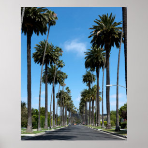 Tall California Palm Trees Foto Poster
