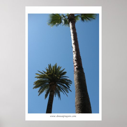 Tall California Palm Trees Poster Print (Voorkant)