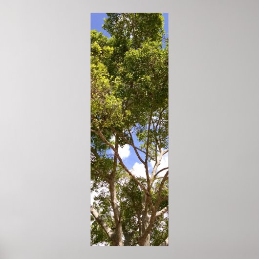 Tall curvy florida tree Poster (Voorkant)