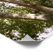 Tall curvy florida tree Poster (Hoek)