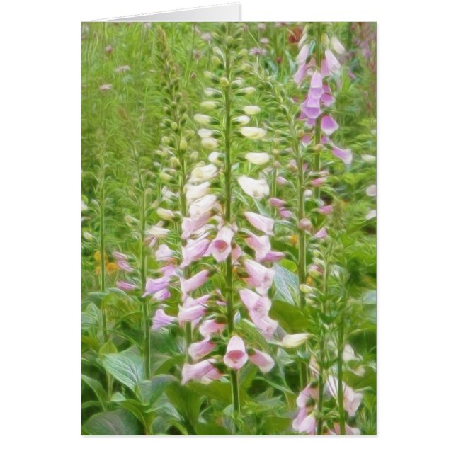 Tall Foxglove - Excelsior Hybriden (Voorkant)