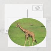 Tall Giraffe Briefkaart (Voorkant / Achterkant)