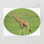 Tall Giraffe Briefkaart (Voorkant)