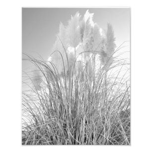 Tall Grass and Hyacinths at Island Park, NY Foto Afdruk