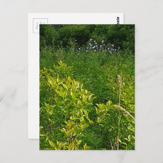 Tall Grass Briefkaart (Voorkant / Achterkant)