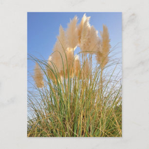 Tall Grass en Hyacinths bij Island Park, NY. Briefkaart