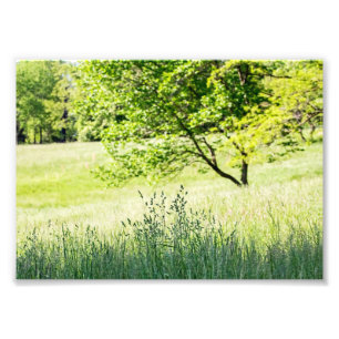 Tall Grass Foto Afdruk