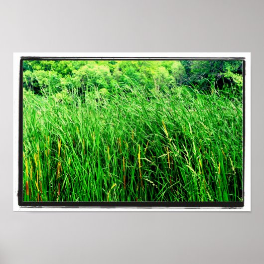 Tall Grass met Cattails in Park Poster (Voorkant)
