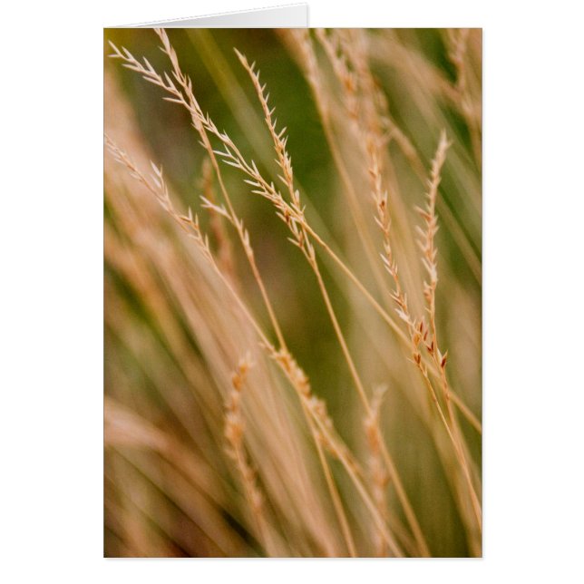 Tall Grass Prairie Close-up (card) (Voorkant)