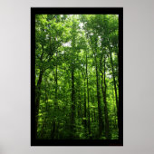 Tall Green Trees Poster #6183 (Voorkant)